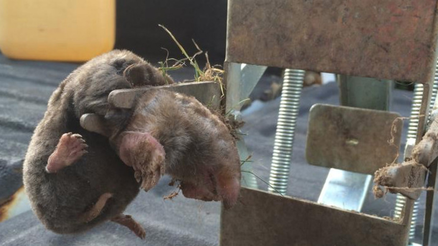 Mole Removal | Kalamazoo, MI | Exclusive Lawn Care, LLC